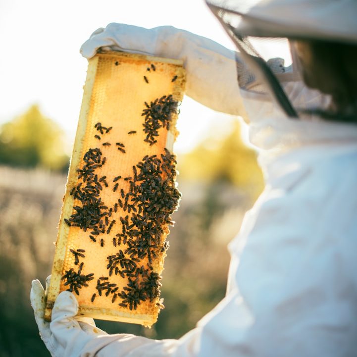 Imker mit Honigwabe die mit Bienen besetzt ist