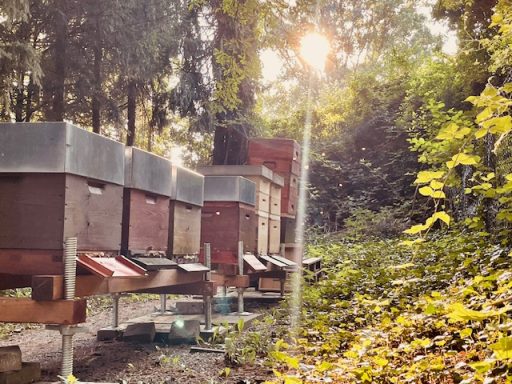 Bienenstand am frühen Morgen mit Morgensonne im Hintergrund.