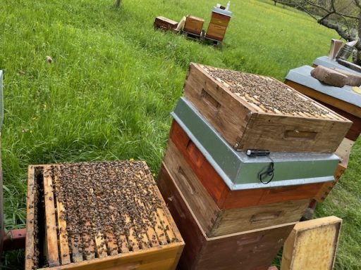 Durchsicht der Bienenvölker auf einer Wiese.